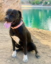 Birch aka Gracie - Photo 7