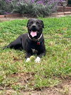 Birch aka Gracie - Photo 2