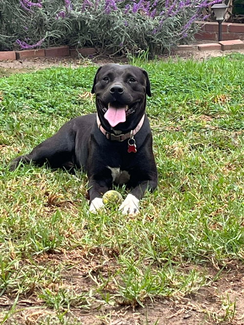 BIRCH AKA GRACIE - Labrador Retriever available for adoption