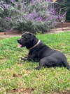 Birch aka Gracie - Photo 3