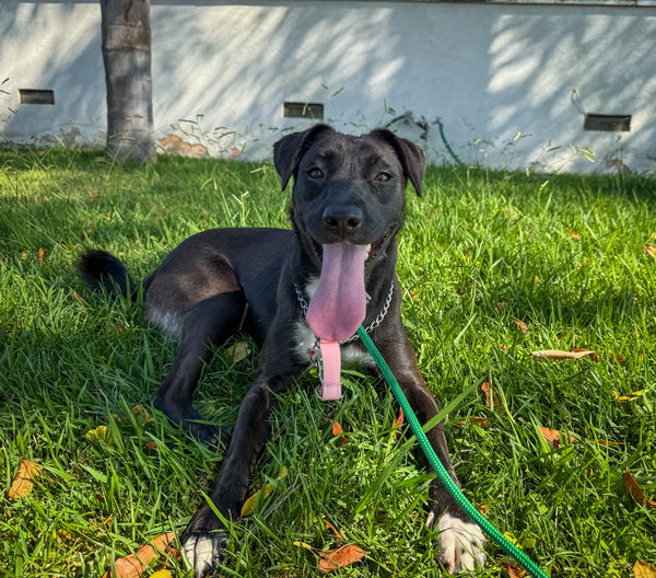 Piper