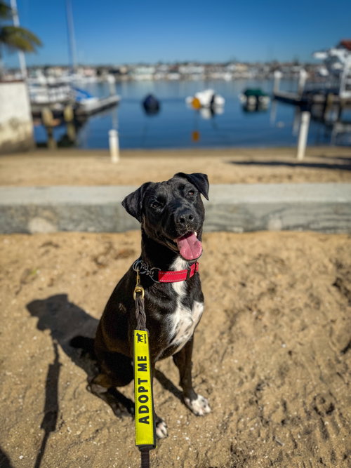 picture of the dog needing adoption