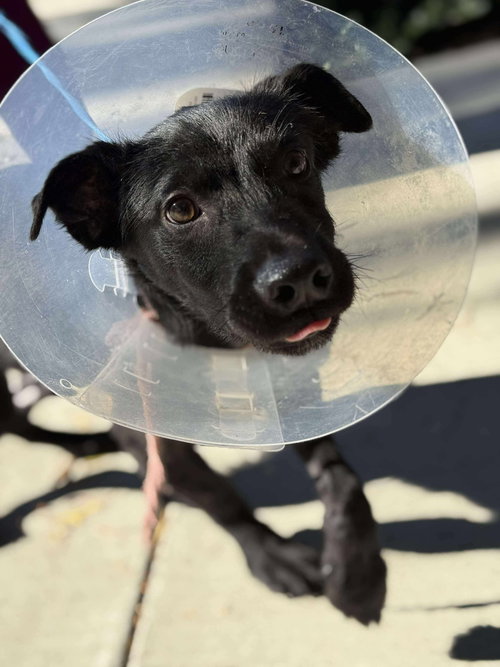 picture of the dog needing adoption