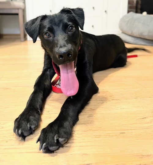 picture of the dog needing adoption