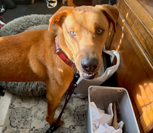 LUCKY - Labrador Retriever available for adoption