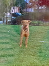 Lucky - Photo 3