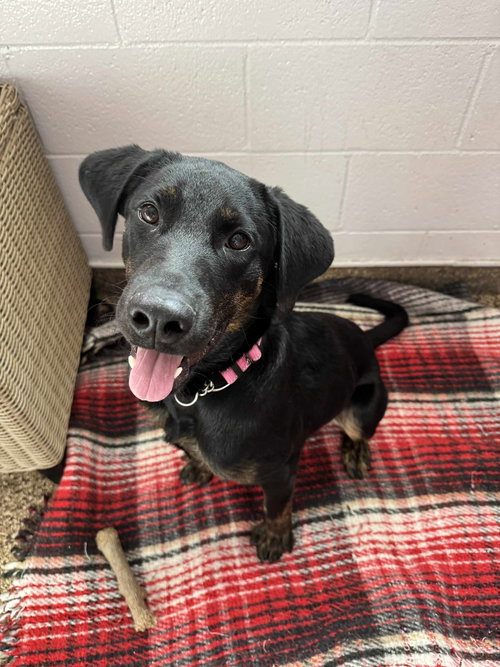 picture of the dog needing adoption