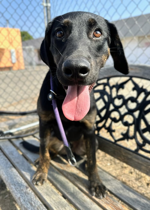 picture of the dog needing adoption