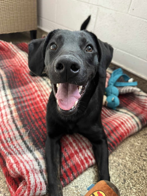picture of the dog needing adoption