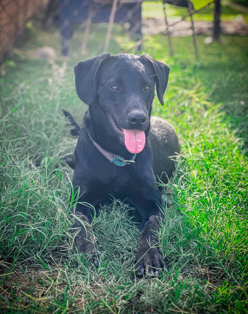 picture of the dog needing adoption