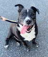 Mickey - Photo 4
