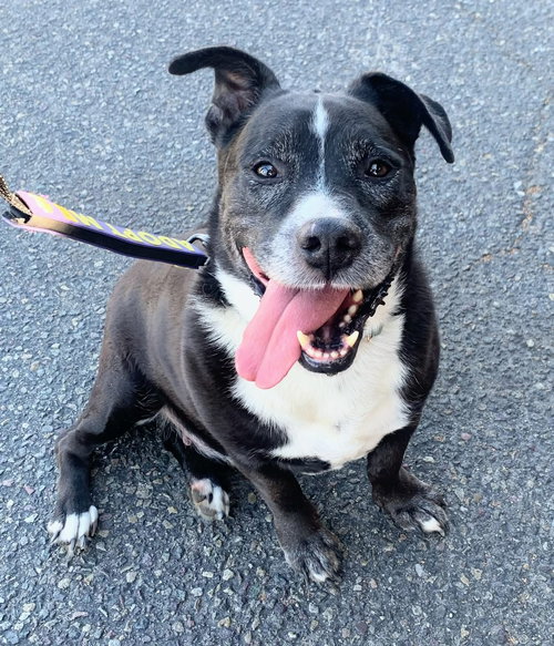 picture of the dog needing adoption
