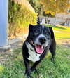 Mickey - Photo 5