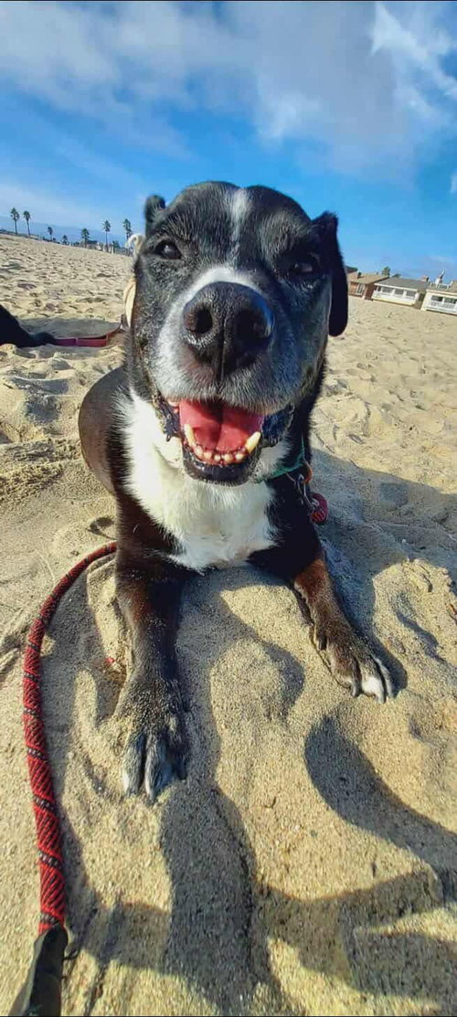 picture of the dog needing adoption