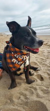 Mickey - Photo 2