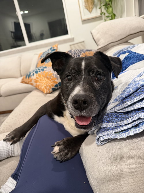 picture of the dog needing adoption