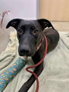 Pippa - Photo 4