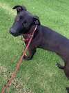 Pippa - Photo 3
