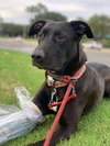 Pippa - Photo 5