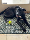 Pippa - Photo 1