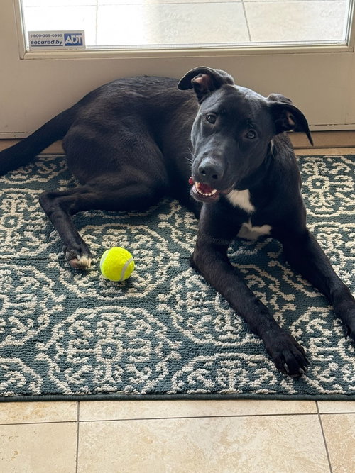 PIPPA - Labrador Retriever available for adoption