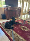 Pippa - Photo 2