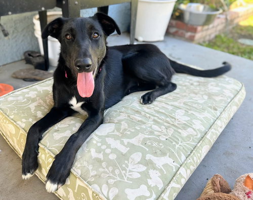 picture of the dog needing adoption