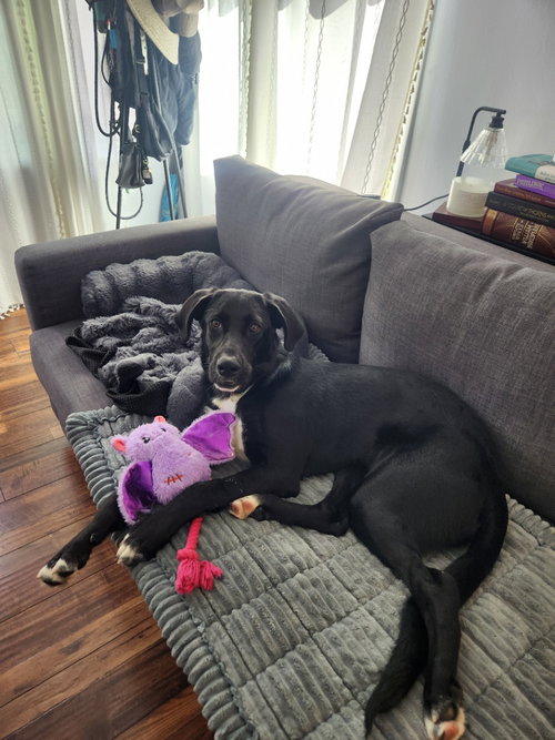 picture of the dog needing adoption