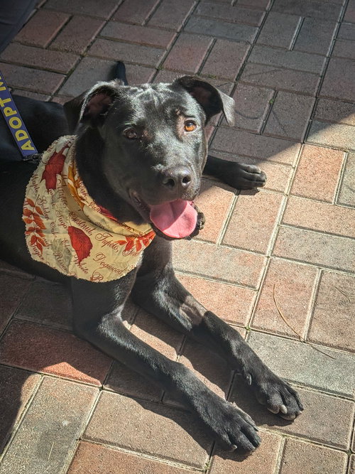 picture of the dog needing adoption