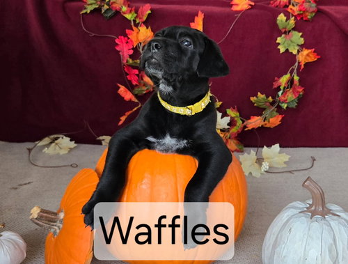 picture of the dog needing adoption