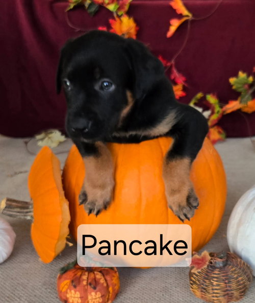 picture of the dog needing adoption
