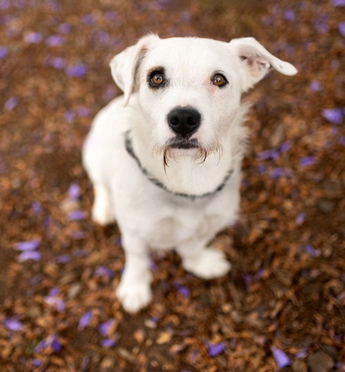 picture of the dog needing adoption