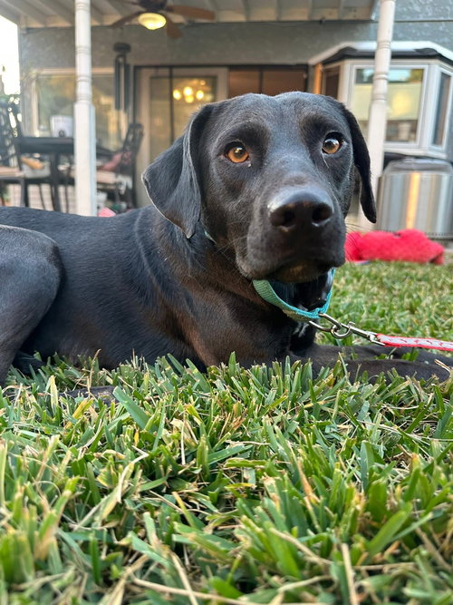 picture of the dog needing adoption