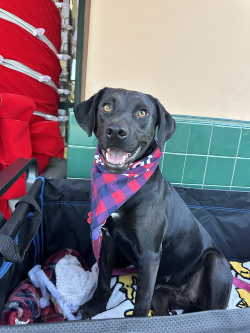 FLOWER - Labrador Retriever available for adoption