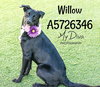 Willow 2 - Photo 2