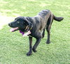 Willow 2 - Photo 1
