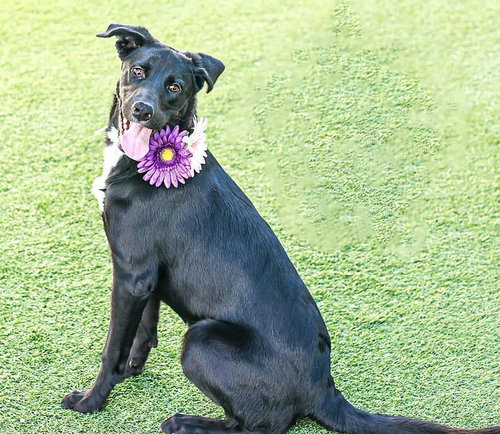 WILLOW 2 - Labrador Retriever available for adoption