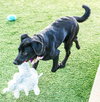 Willow 2 - Photo 4