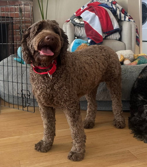 picture of the dog needing adoption