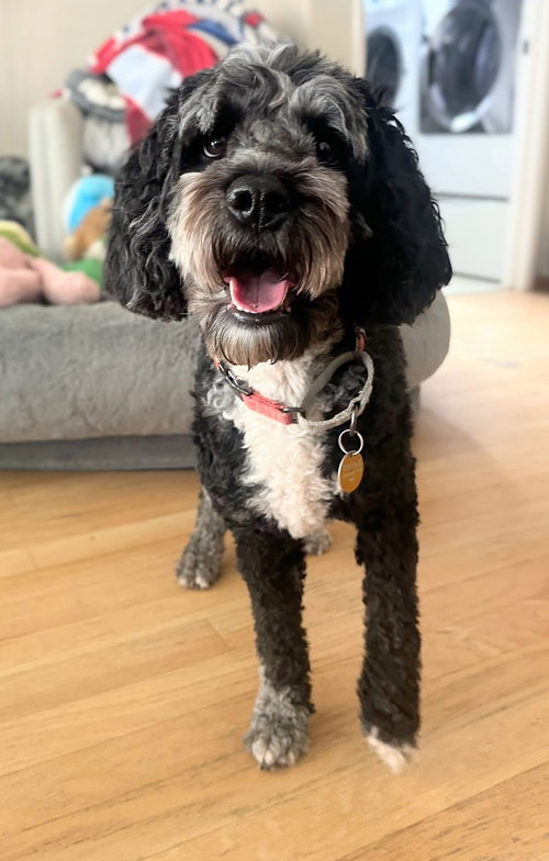 picture of the dog needing adoption
