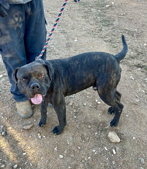 picture of the dog needing adoption