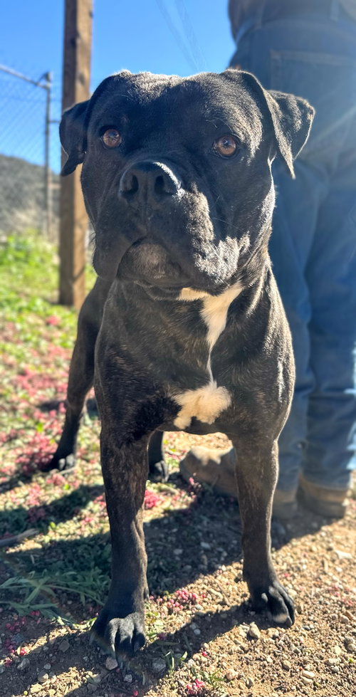 SIR - Boxer available for adoption