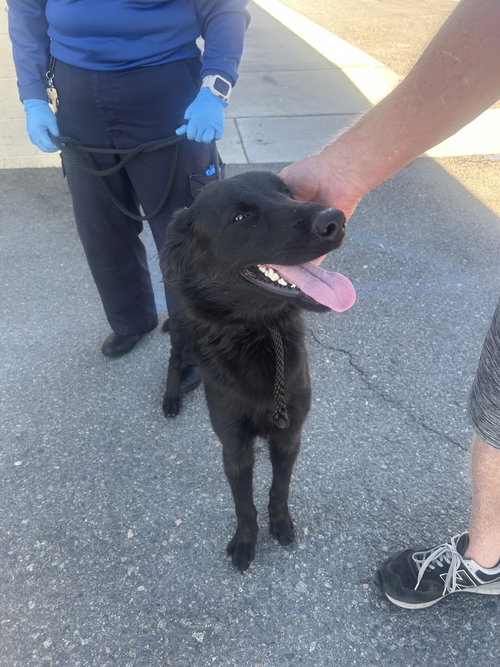 picture of the dog needing adoption
