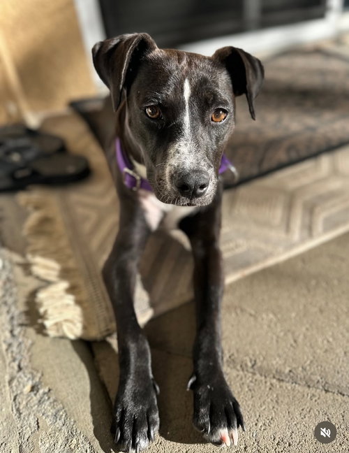 picture of the dog needing adoption