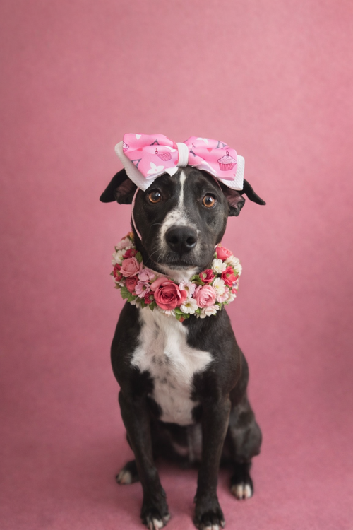 picture of the dog needing adoption