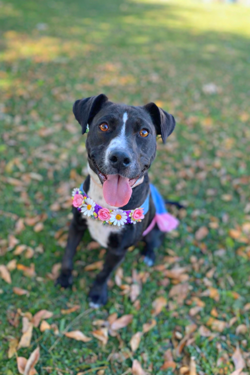 HONEY BEE - Labrador Retriever available for adoption