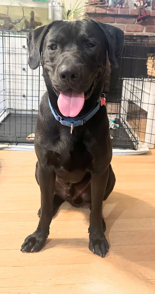 picture of the dog needing adoption