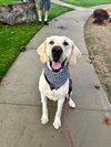 Cletus aka Becker - Photo 2