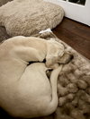 Cletus aka Becker - Photo 7
