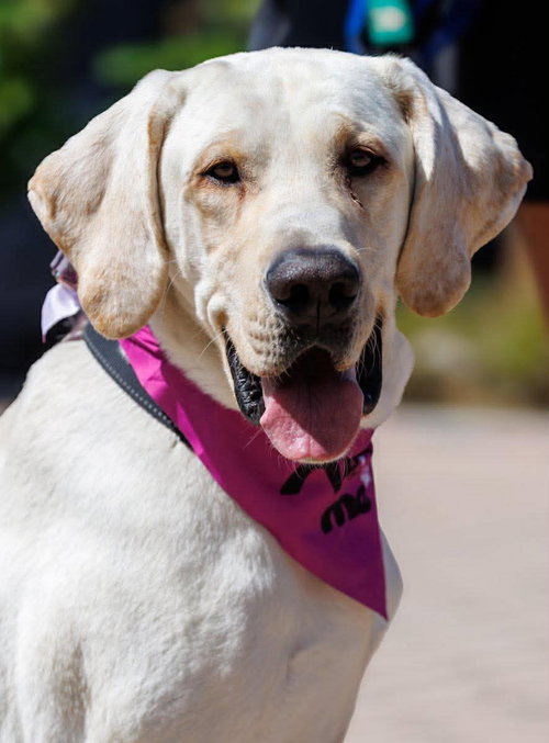 Cletus aka Becker, an adoptable Labrador Retriever in San Diego, CA